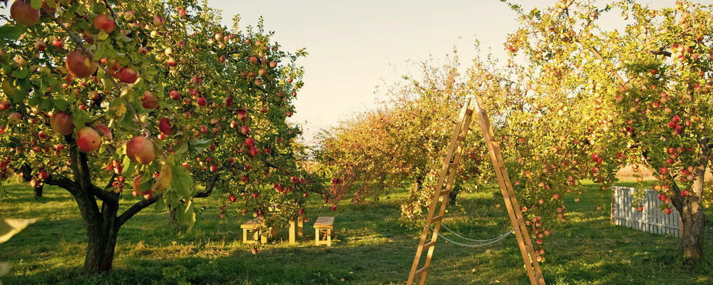 augļu dārzs